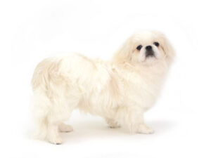 エムドッグス,動物プロダクション,ペットモデル,モデル犬,タレント犬,ペキニーズ,Leon,レオン