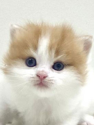 エムドッグス,動物プロダクション,ペットモデル,モデル猫,タレント猫,スコティッシュフォールド,子猫