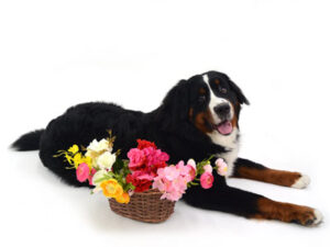 動物プロダクション,ペットモデル,モデル犬,タレント犬,バーニーズマウンテンドッグ,Miu J.,ミュウ