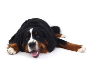 動物プロダクション,ペットモデル,モデル犬,タレント犬,バーニーズマウンテンドッグ,Miu J.,ミュウ