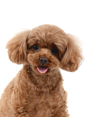 エムドッグス,動物プロダクション,ペットモデル,モデル犬,タレント犬,トイプードル,ショコラ