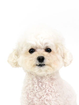 エムドッグス,動物プロダクション,ペットモデル,モデル犬,タレント犬,タイニープードル,ビビ