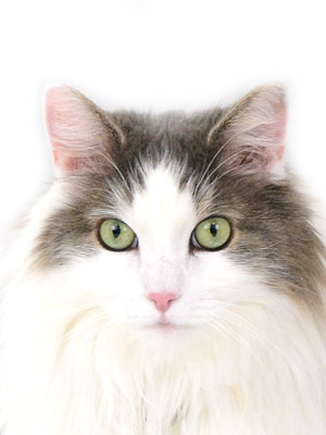 エムドッグス,動物プロダクション,ペットモデル,モデル猫,タレント猫,ノルウェージャンフォレストキャット,キャメロン