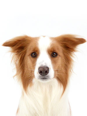 エムドッグス,動物プロダクション,ペットモデル,モデル犬,タレント犬,ボーダーコリー,JAKHE,チャケ