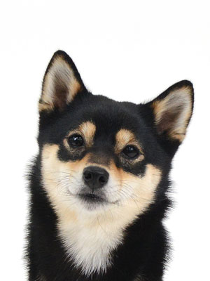 エムドッグス,動物プロダクション,ペットモデル,モデル犬,タレント犬,柴犬,りん