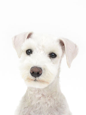 エムドッグス,動物プロダクション,ペットモデル,モデル犬,タレント犬,ミニチュアシュナウザー,もふもふ