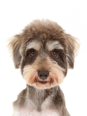 エムドッグス,動物プロダクション,ペットモデル,モデル犬,タレント犬,ミニチュアシュナウザー,アル