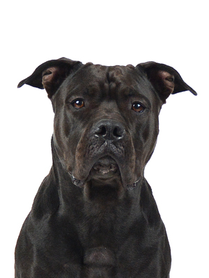 エムドッグス,動物プロダクション,ペットモデル,モデル犬,タレント犬,アメリカンピットブルテリア,Lyla,ライラ