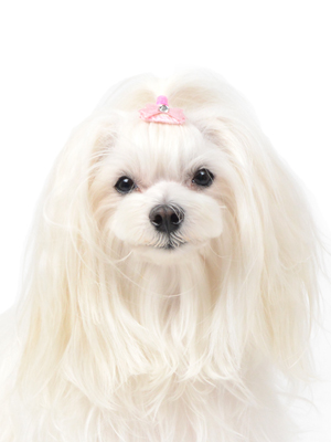 エムドッグス,動物プロダクション,ペットモデル,モデル犬,タレント犬,マルチーズ,愛里子,ありす