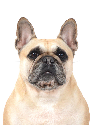 エムドッグス,動物プロダクション,ペットモデル,モデル犬,タレント犬,フレンチブルドッグ,こむぎ