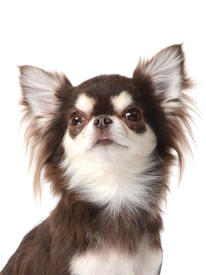 エムドッグス,動物プロダクション,ペットモデル,モデル犬,タレント犬,チワワ,ぷくまる