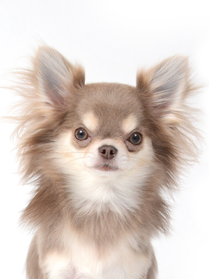 エムドッグス,動物プロダクション,ペットモデル,モデル犬,タレント犬,チワワ,はなまる