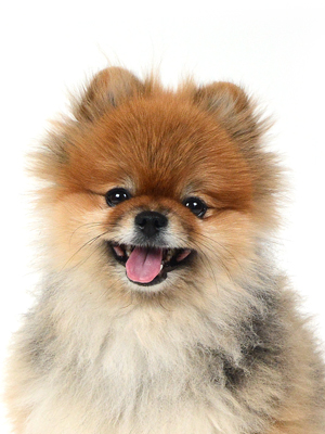 エムドッグス,動物プロダクション,ペットモデル,モデル犬,タレント犬,ポメラニアン,ぽんぽん