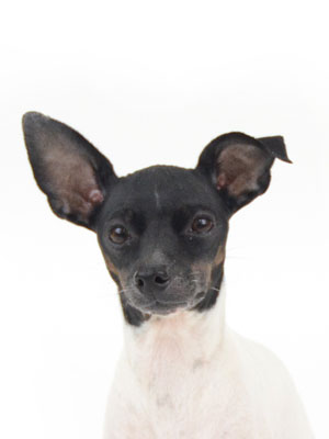 エムドッグス,動物プロダクション,ペットモデル,モデル犬,タレント犬,日本テリア,梅,うめ