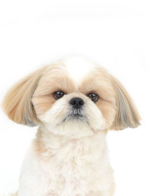 エムドッグス,動物プロダクション,ペットモデル,モデル犬,タレント犬,シーズー,龍々,ロンロン