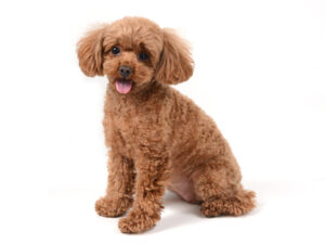 エムドッグス,動物プロダクション,ペットモデル,モデル犬,タレント犬,トイプードル,ショコラ