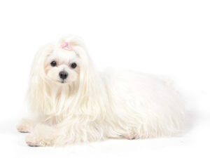 エムドッグス,動物プロダクション,ペットモデル,モデル犬,タレント犬,マルチーズ,愛里子,ありす