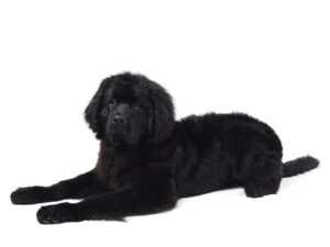 エムドッグス,動物プロダクション,ペットモデル,モデル犬,タレント犬,ニューファンドランド,琥珀,こはく