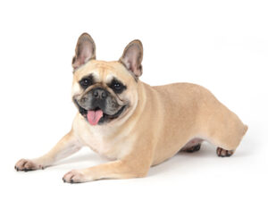 エムドッグス,動物プロダクション,ペットモデル,モデル犬,タレント犬,フレンチブルドッグ,こむぎ