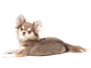 エムドッグス,動物プロダクション,ペットモデル,モデル犬,タレント犬,チワワ,はなまる