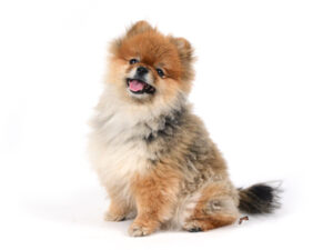 エムドッグス,動物プロダクション,ペットモデル,モデル犬,タレント犬,ポメラニアン,ぽんぽん