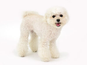 エムドッグス,動物プロダクション,ペットモデル,モデル犬,タレント犬,タイニープードル,ビビ