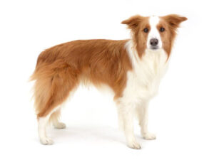エムドッグス,動物プロダクション,ペットモデル,モデル犬,タレント犬,ボーダーコリー,JAKHE,チャケ