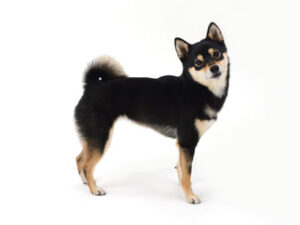 エムドッグス,動物プロダクション,ペットモデル,モデル犬,タレント犬,柴犬,りん