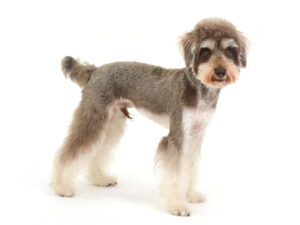 エムドッグス,動物プロダクション,ペットモデル,モデル犬,タレント犬,ミニチュアシュナウザー,アル