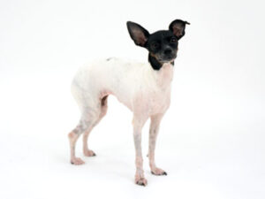 エムドッグス,動物プロダクション,ペットモデル,モデル犬,タレント犬,日本テリア,梅,うめ