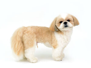 エムドッグス,動物プロダクション,ペットモデル,モデル犬,タレント犬,シーズー,龍々,ロンロン