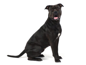 エムドッグス,動物プロダクション,ペットモデル,モデル犬,タレント犬,アメリカンピットブルテリア,Lyla,ライラ