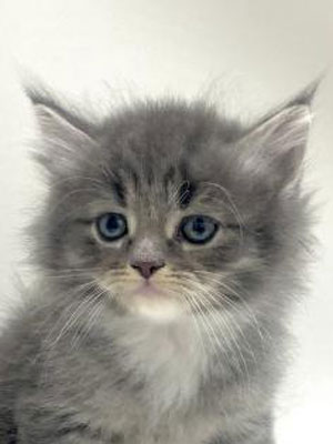 エムドッグス,動物プロダクション,ペットモデル,モデル猫,タレント猫,サイベリアン,子猫