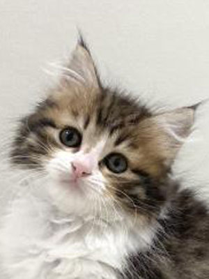 エムドッグス,動物プロダクション,ペットモデル,モデル猫,タレント猫,サイベリアン,子猫