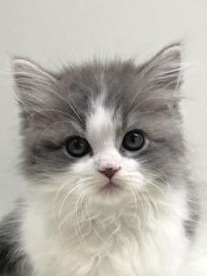 エムドッグス,動物プロダクション,ペットモデル,モデル猫,タレント猫,サイベリアン,子猫