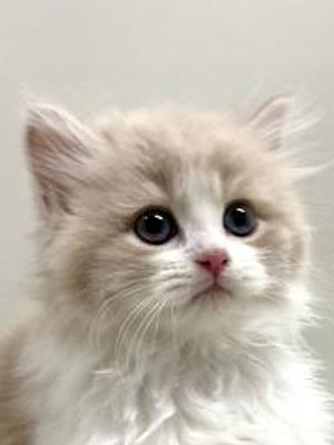 エムドッグス,動物プロダクション,ペットモデル,モデル猫,タレント猫,サイベリアン,子猫