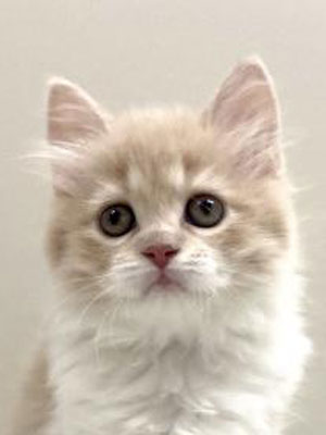 エムドッグス,動物プロダクション,ペットモデル,モデル猫,タレント猫,サイベリアン,子猫