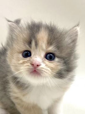 エムドッグス,動物プロダクション,ペットモデル,モデル猫,タレント猫,サイベリアン,子猫