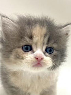 エムドッグス,動物プロダクション,ペットモデル,モデル猫,タレント猫,サイベリアン,子猫