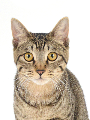 エムドッグス,動物プロダクション,ペットモデル,モデル猫,タレント猫,MIX猫,Chatterer,チャタラー