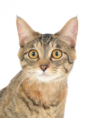 エムドッグス,動物プロダクション,ペットモデル,モデル猫,タレント猫,MIX猫,Nyam,ニャム