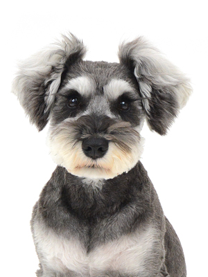 エムドッグス,動物プロダクション,ペットモデル,モデル犬,タレント犬,ミニチュアシュナウザー,Grand,グラン