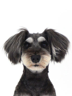 エムドッグス,動物プロダクション,ペットモデル,モデル犬,タレント犬,ミニチュアシュナウザー,Grand,グラン