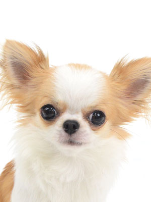 動物プロダクション,ペットモデル,モデル犬,タレント犬,チワワ,みこ