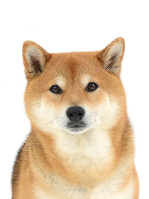 エムドッグス,動物プロダクション,ペットモデル,モデル犬,タレント犬,柴犬,茶々麻呂之介,ちゃちゃまろのすけ