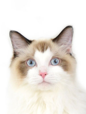 エムドッグス,動物プロダクション,ペットモデル,モデル猫,タレント猫,ラグドール,紫音,しおん