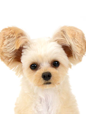 エムドッグス,動物プロダクション,ペットモデル,モデル犬,タレント犬,MIX犬,ひまわり