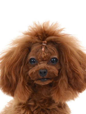 エムドッグス,動物プロダクション,ペットモデル,モデル犬,タレント犬,トイプードル,メロディ