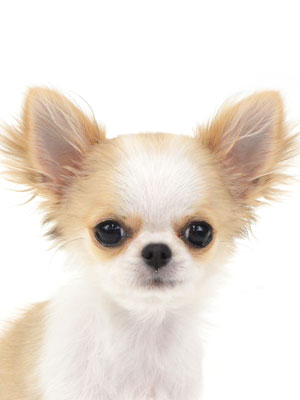 エムドッグス,動物プロダクション,ペットモデル,モデル犬,タレント犬,チワワ,みこ