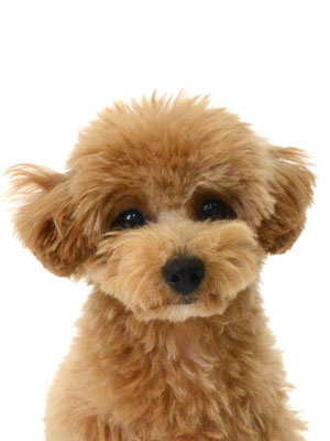 エムドッグス,動物プロダクション,ペットモデル,モデル犬,タレント犬,MIX犬,ルル